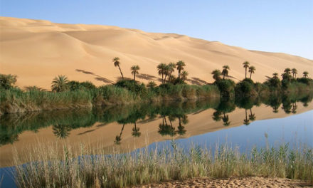 Du désert au jardin