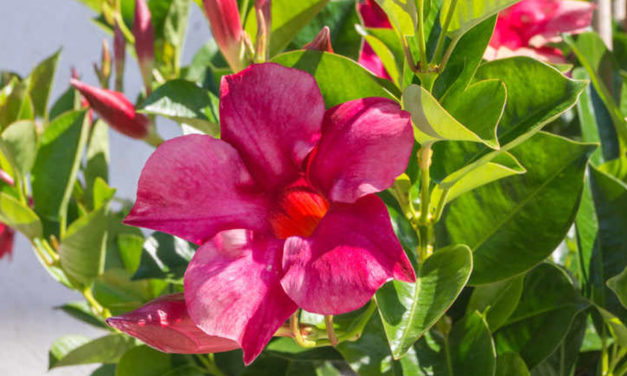 5 décembre 2021 : décès du père Joseph Patron