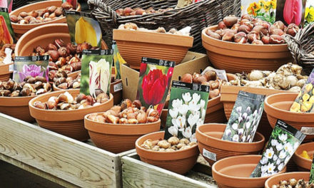 Fleurissez votre balcon ou jardin en soutenant l’Accueil d’Abord !