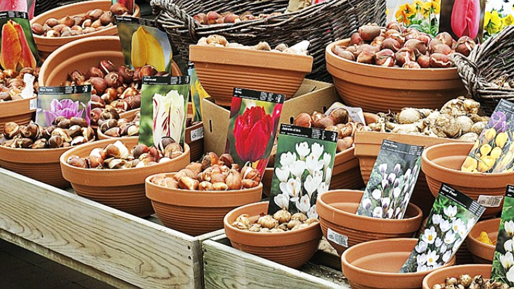 Fleurissez votre balcon ou jardin en soutenant l’Accueil d’Abord !