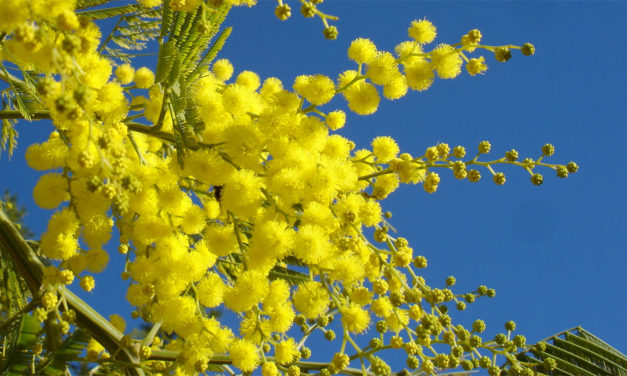 Une espérance active et joyeuse