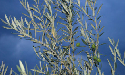 Dimanche des Rameaux, le 5 avril 2020