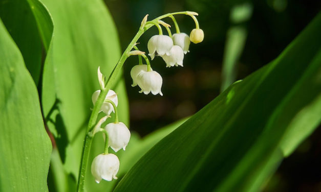 Éditorial de Mgr Laurent Percerou