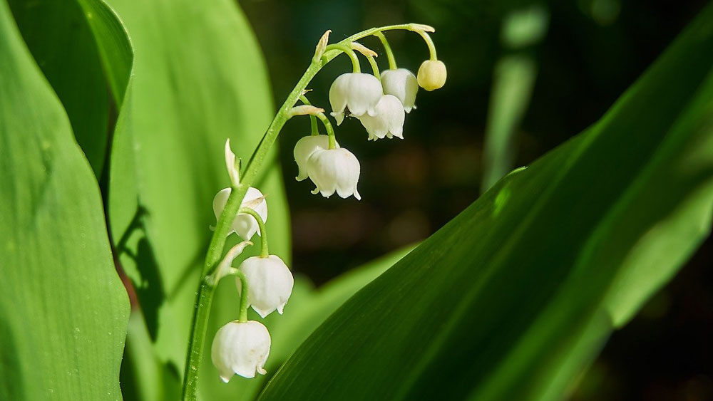 Éditorial de Mgr Laurent Percerou