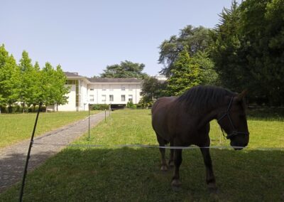 Le cheval de la Troménie en pension