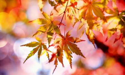 Des propositions pour la Toussaint