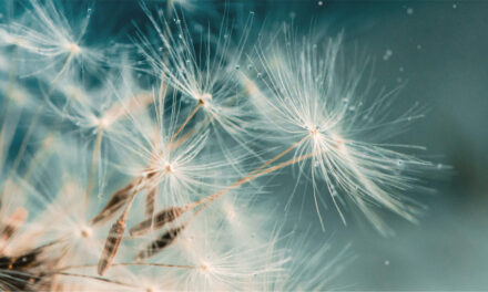 Réflexions Fin de Vie